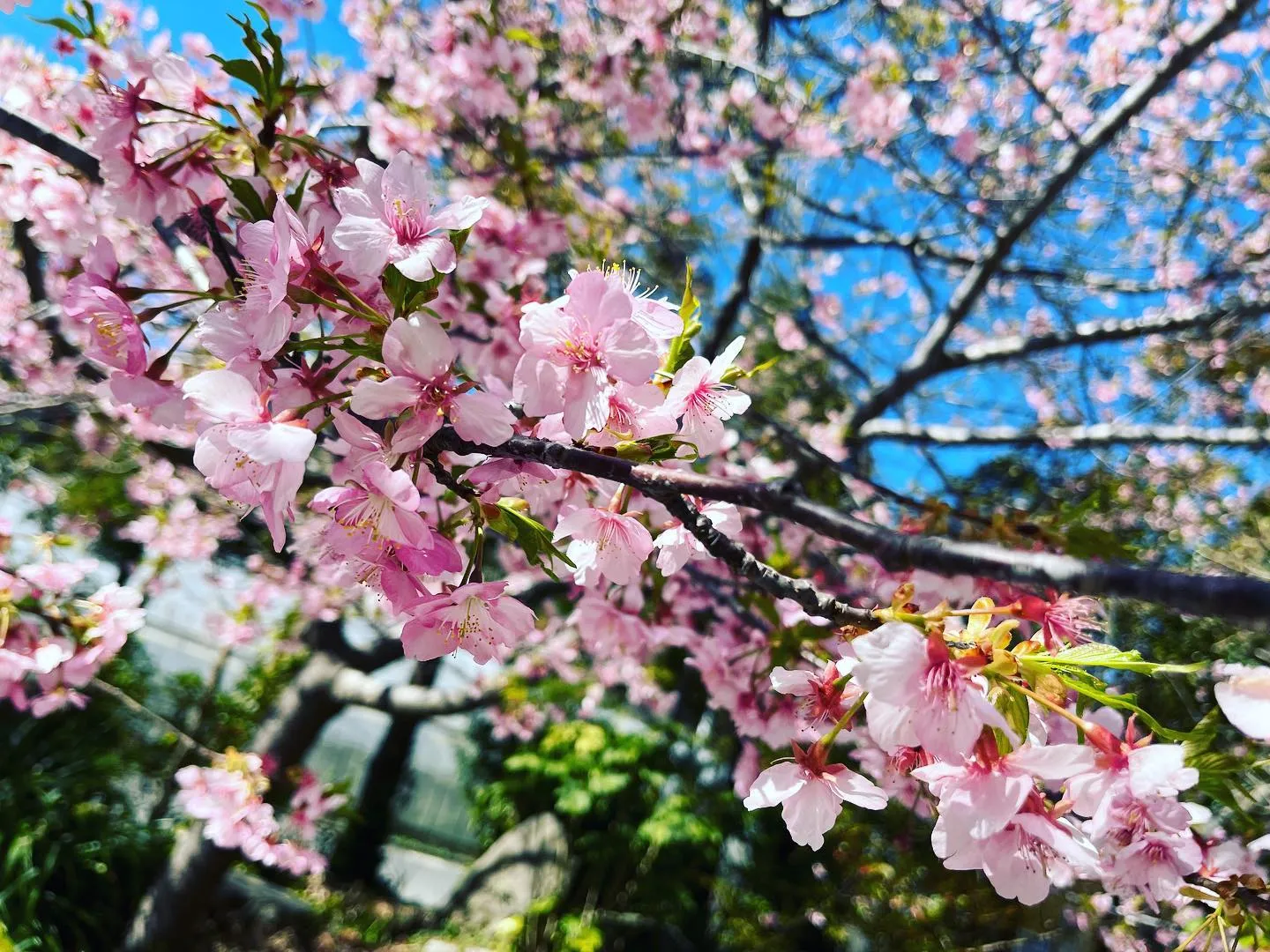 #天津明神宮  の河津桜🌸が満開です♪