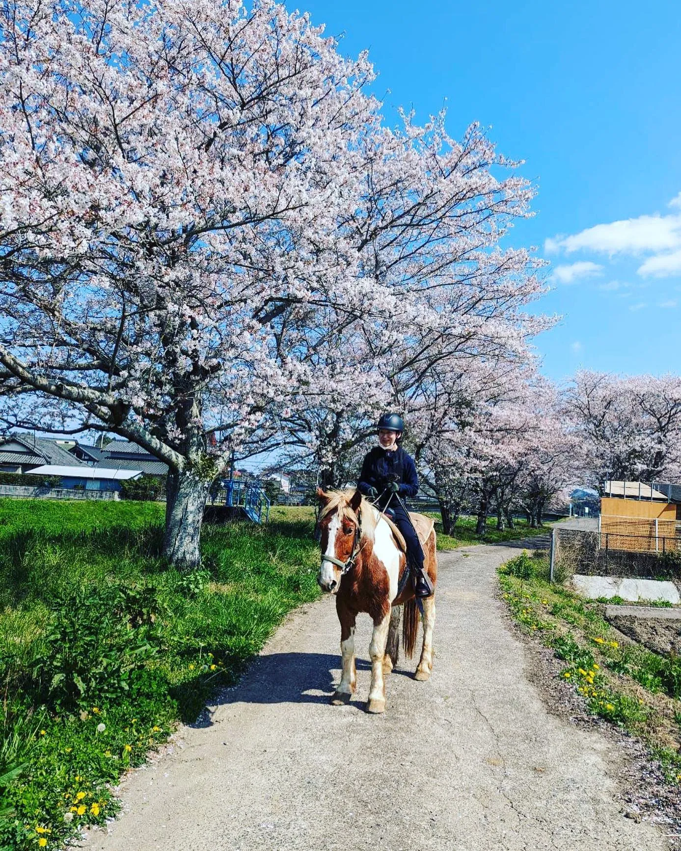昨日の茨城は桜🌸満開でした💕